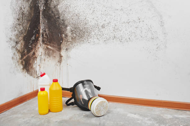 Best Basement Mold Remediation in Nephi, UT