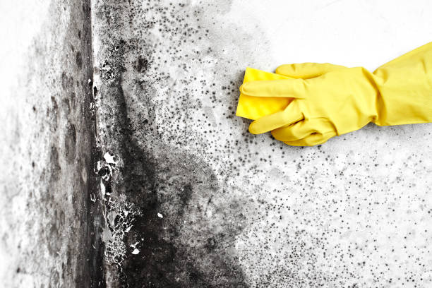 Best Black Mold Remediation in Nephi, UT