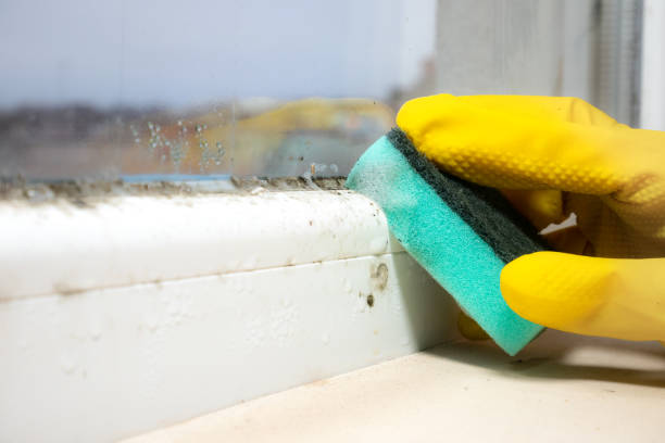 Best Kitchen Mold Remediation in Nephi, UT