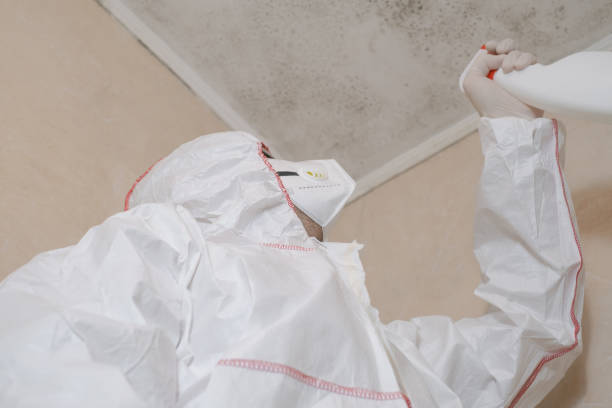 Best DIY Mold Remediation Support Services in Nephi, UT