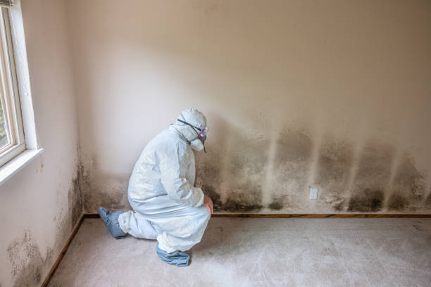 Best Mold Remediation for Specific Building Types in Nephi, UT