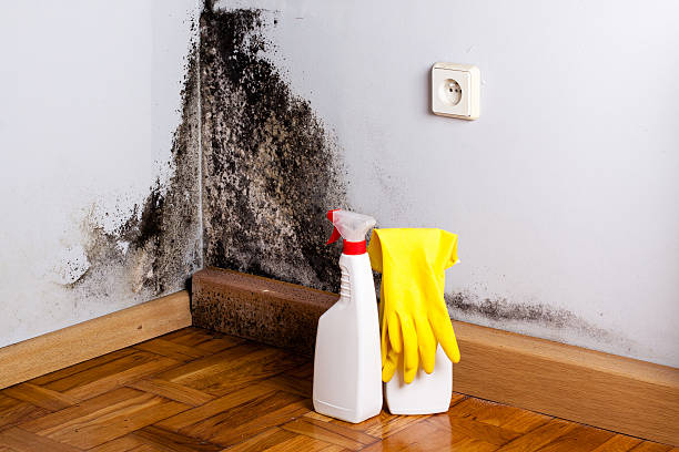 Best Bathroom Mold Remediation in Nephi, UT